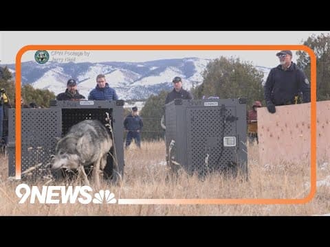 One of Colorado's new wolves was driven from Oregon, state report reveals
