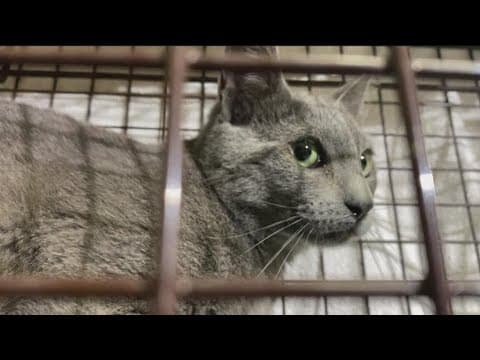 Feral Cat Coalition prepares to celebrate 30-year anniversary