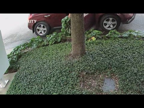 Thief caught on camera digging up homeowner's plant in Montrose