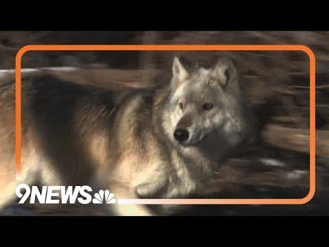 Uncollared wolf blamed for 3 sheep attacks in Rio Blanco County