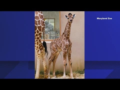 New baby giraffe born at the Maryland Zoo in Baltimore