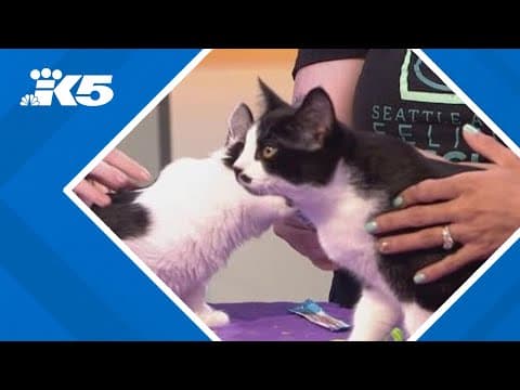 Nine Lives Gala: 'Paw-fect' way to support Seattle animal-saving efforts