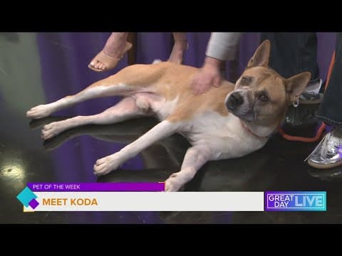 Pet of the Week: Meet Koda
