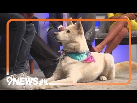 Looking to adopt a puppy? Meet Igloo!