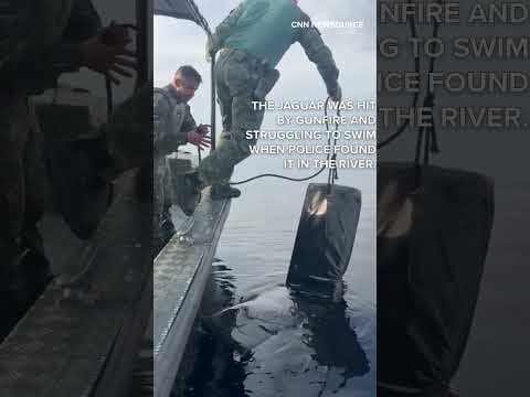 Wounded jaguar rescued in Amazonas