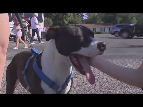 Pet owners frustrated after Nationwide drops tens of thousands of insurance policies