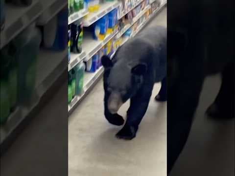 Bear seen walking through New Jersey Dollar General