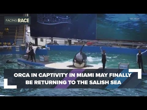 Southern Resident orca in captivity in Miami may be returning home