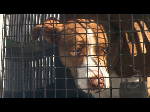 Dogs and cats arrive in Texas from California as wildfires displace pets