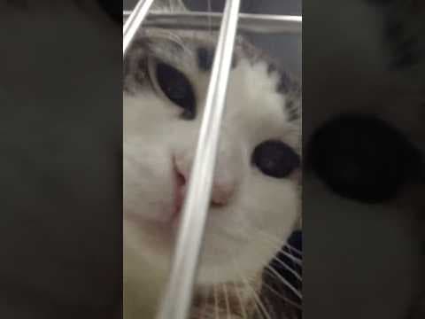 Andi Anderson of PAWS explains why pet surrenders are increasing