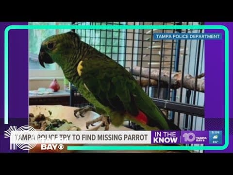 Tampa police searching for parrot thief