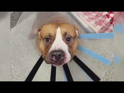 Police need your help in finding the person responsible in an animal cruelty case