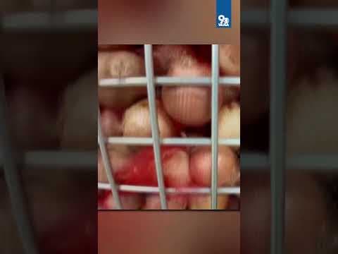 FEDERAL CUTS IMPACTING FOOD BANKS