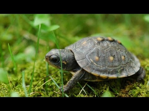 Turtle population safe after 2,000 gallon fuel spill in Maryland
