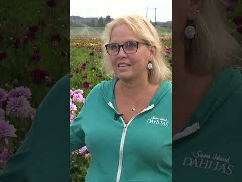 Dahlia Festival returns at Swan Island Dahlias in Canby