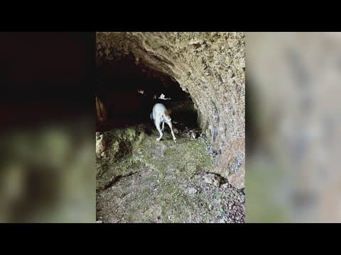 Knoxville K-9 team searching for last child missing in Texas