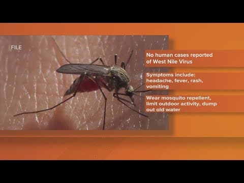 West Nile virus found in more mosquitos | Abatement conducted in New Orleans