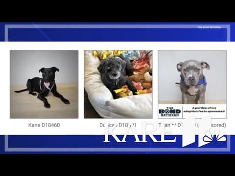 The Bond Between to host adoption event Saturday