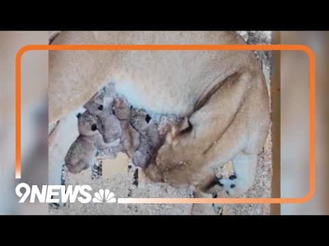 4 African lion cubs born at Denver Zoo