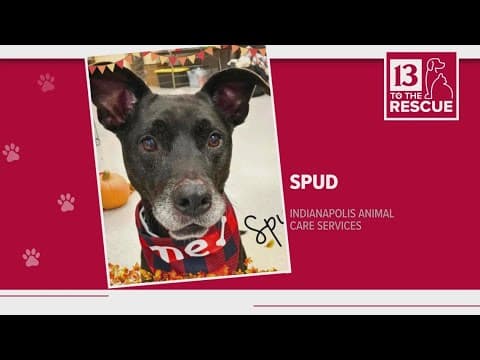 '13 to the Rescue' Pets of the Week Oct. 21, 2023