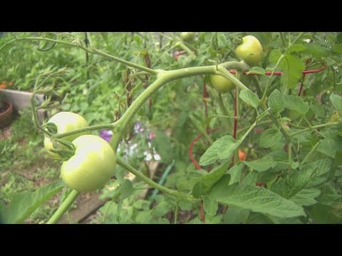 From soil to soul: NW DC garden cultivates connection