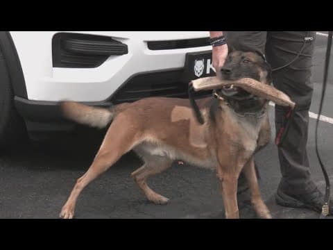 IMPD K-9 Ringo returns to work after being stabbed in September