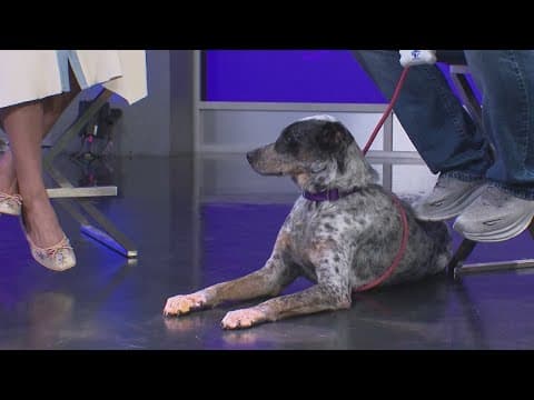 Tailwaggers: Meet Julius