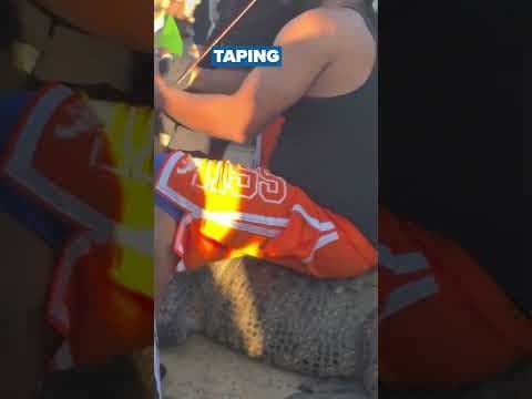 Alligator loose for 2 days outside Georgia McDonald’s before capture; caught on cam