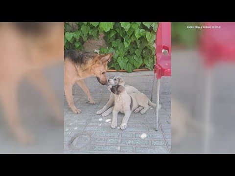 300 pets flying from Afghanistan to the DMV to be rescued