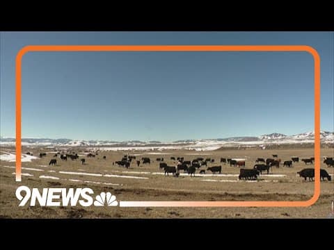 Colorado livestock association again asks leaders to kill wolves