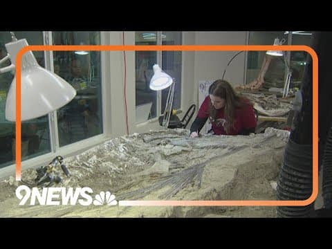 More of 'Teen Rex' uncovered at Denver Museum of Nature & Science