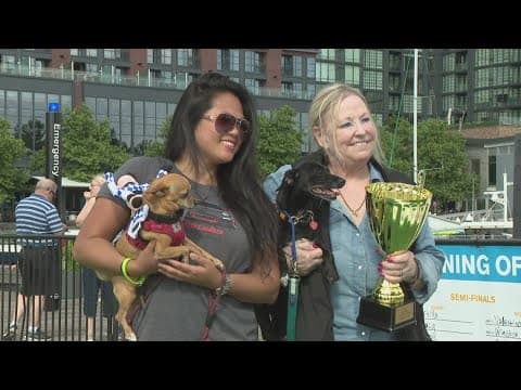 12th Annual Running of the Chihuahuas