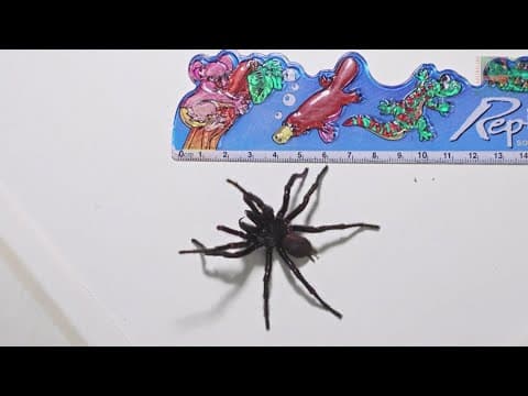Australia zoo's funnel web spider measures 3.6 inches long