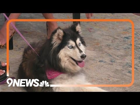 Petline9: 14-year-old Damsel deserves a good home