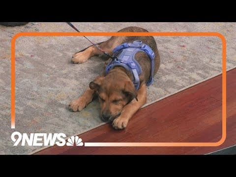 Cairo's a sweet — and sleepy — pup looking for a forever home!