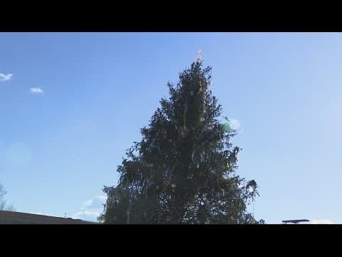 The show must go on! National Christmas Tree crisis averted after wind knocks over tree