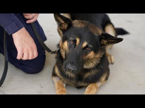 Dallas police dog released from the vet after heat-related illness in the field