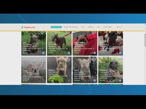 Tips for dog owners to avoid being victims of dognappings