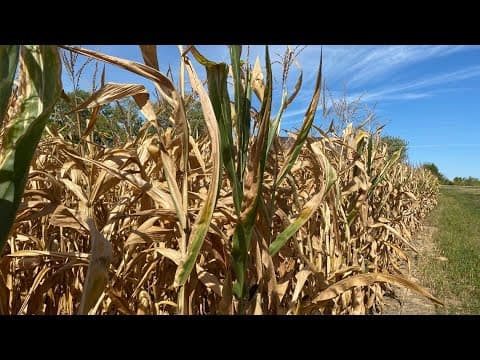 Farmers say Ohio drought is taking toll on crops