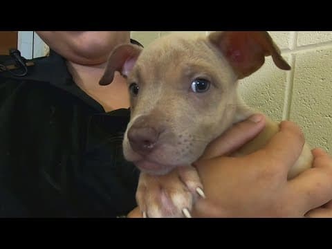 Dozens of animals rescued from 'deplorable' conditions in Metairie