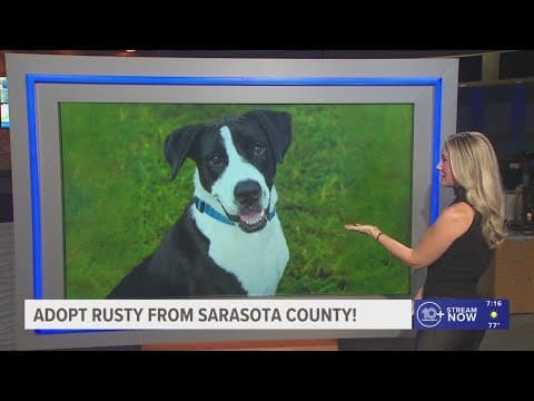 Give Rusty from Sarasota County a fur-ever home!