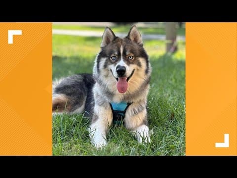 Pets of the Week: 10-12-2024