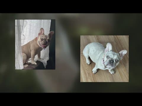 Man arrested for armed robbery of French bulldog