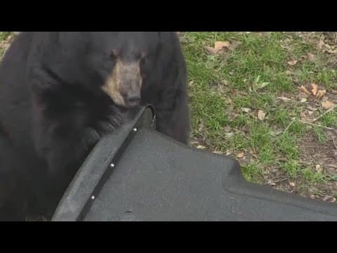 Florida wildlife commissioners unanimously approve black bear hunt, state's first in 10 years