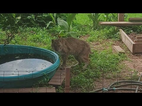 Missouri City homeowner warns neighbors after bobcat sighting