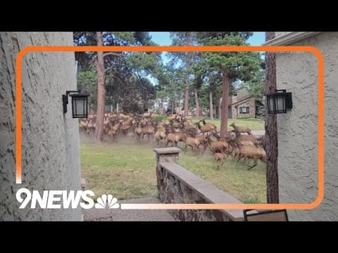 Large elk herd spotted outside Genesee home