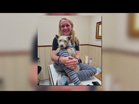 Latest on Scrim: Scrim will not be put up for adoption in New Orleans