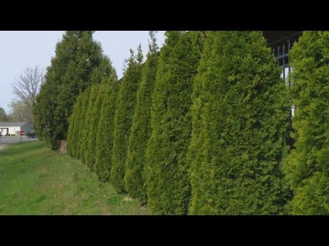 Pat Sullivan's tips for arborvitae