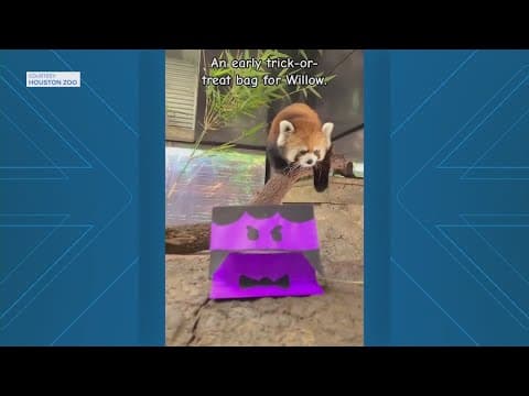 Houston Zoo shares sweet treat with Red Panda