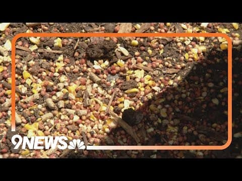 CDC sending team to Colorado to manage bird flu